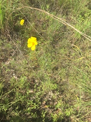 Thelesperma flavodiscum