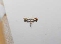 Geina periscelidactylus