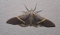 Phrygionis privignaria