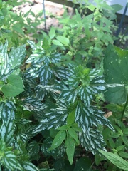 Lamium galeobdolon flavidum