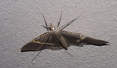 Phrygionis privignaria