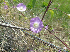 Malva unguiculata