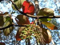 Arbutus madrensis