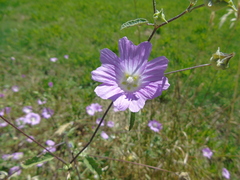 Malva unguiculata