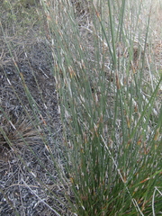 Thamnochortus erectus