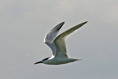 Thalasseus sandvicensis