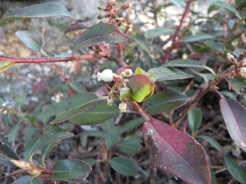 Arbutus occidentalis (Arbutus occidentalis)