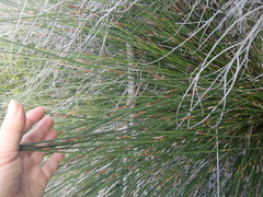 Thamnochortus erectus