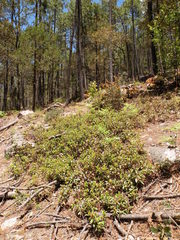 Arbutus occidentalis