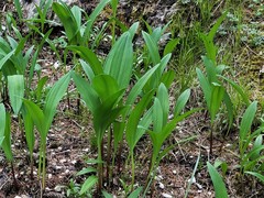 Allium victorialis
