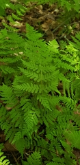 Cystopteris bulbifera
