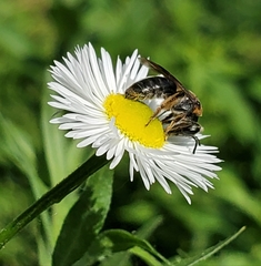 Andrena