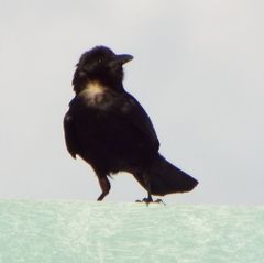 Corvus ossifragus image