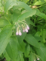 Symphytum officinale