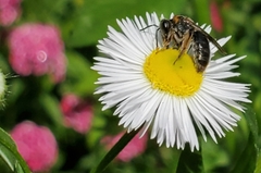 Andrena