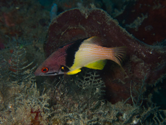 Bodianus mesothorax