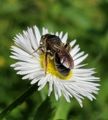 Andrena