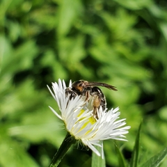 Andrena