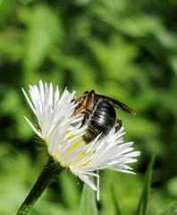 Andrena