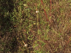 Dalea phleoides microphylla