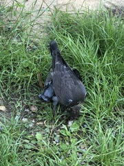 Columba livia