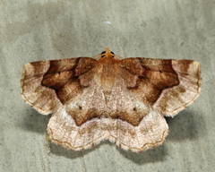 Metarranthis hypochraria