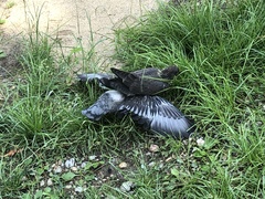 Columba livia