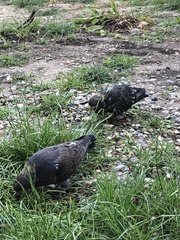 Columba livia