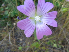 Malva unguiculata