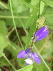 Polygala vulgaris