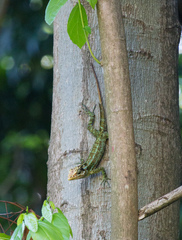 Anolis ricordii