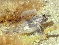 Nesogobius pulchellus