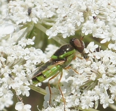 Odontomyia cincta