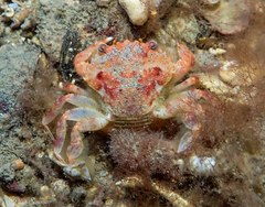 Liocarcinus strigilis