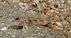Nesogobius