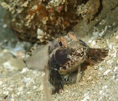 Nesogobius pulchellus