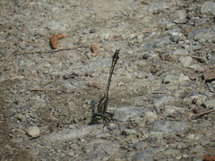 Gomphurus septima