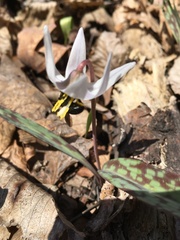 Erythronium albidum