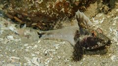 Nesogobius pulchellus