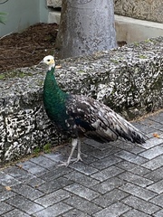 Pavo cristatus × muticus