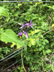 Solanum dulcamara
