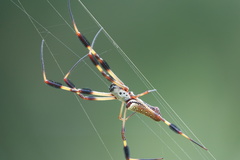 Trichonephila clavipes image