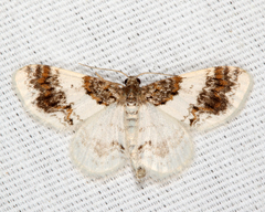 Hydrelia condensata