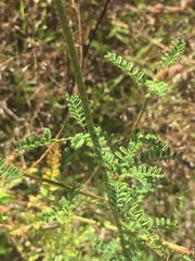 Dalea phleoides microphylla