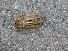 Anoxia matutinalis