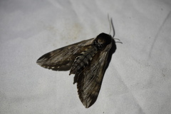 Sphinx gordius oslari