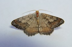 Macaria distribuaria