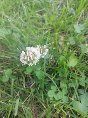 Trifolium repens
