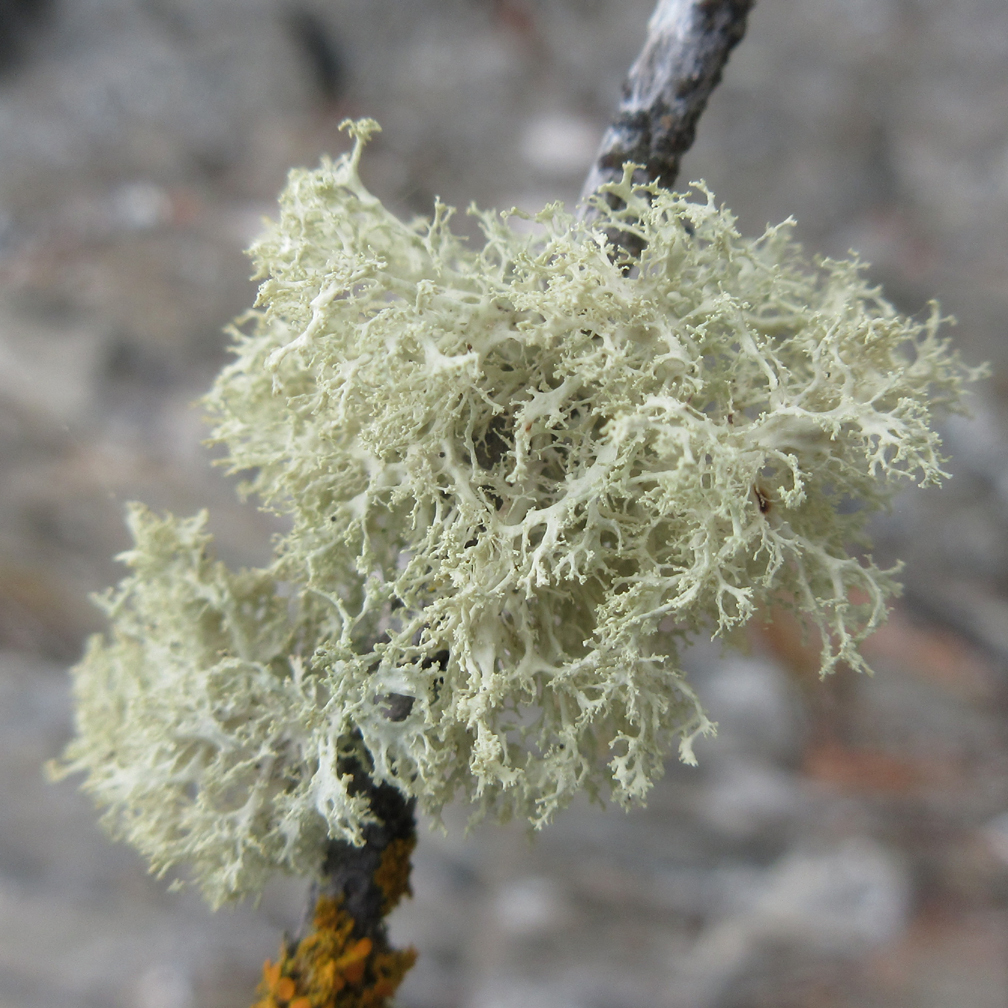Frayed Ribbon Lichen