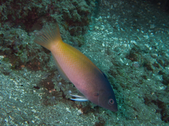 Halichoeres prosopeion